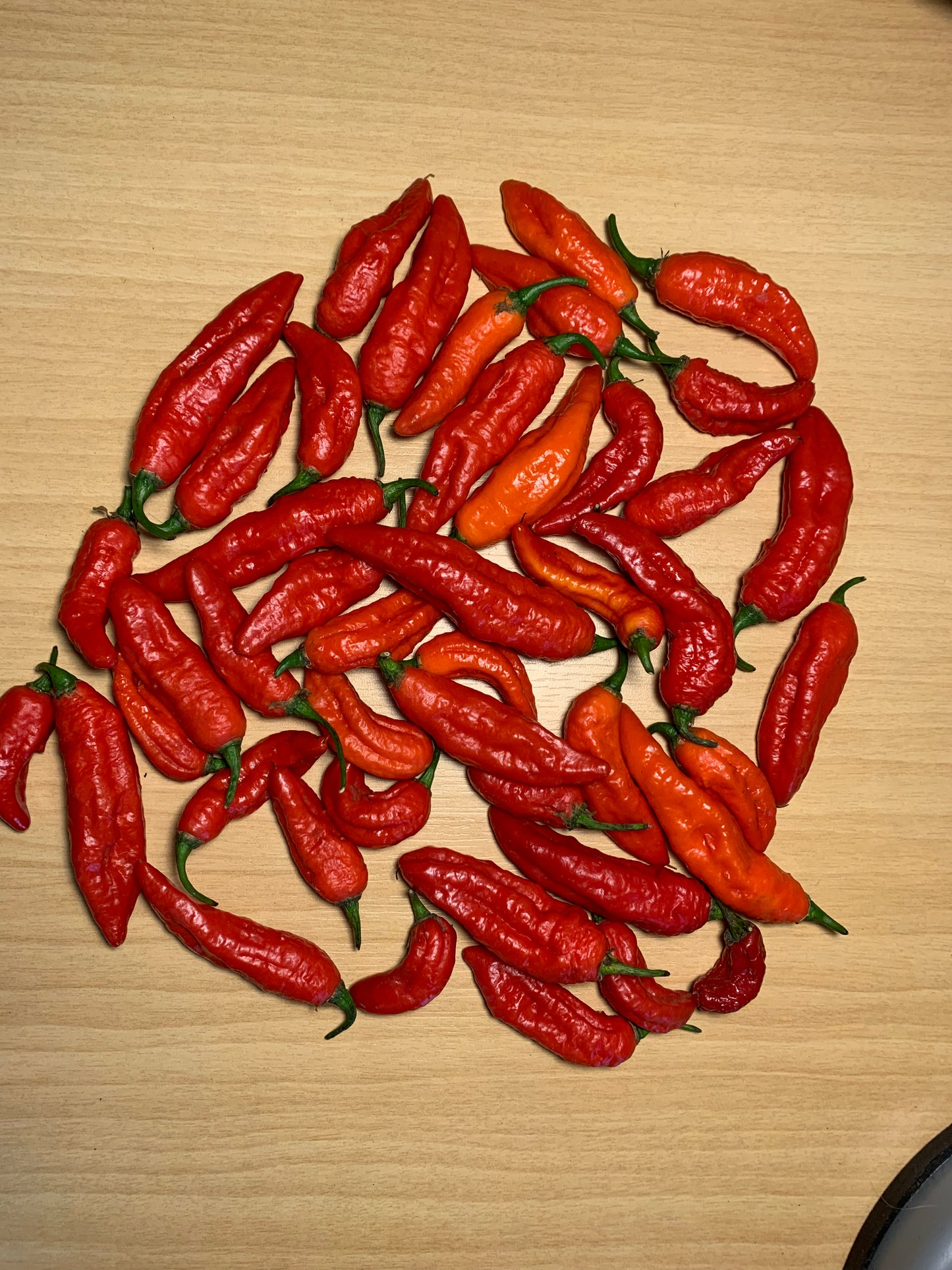 Bhut Jolokia (Ghost Chili) Seeds