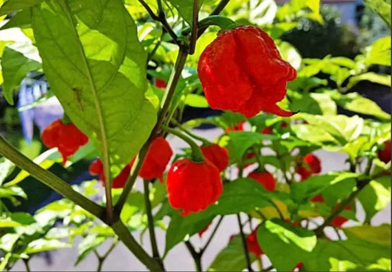 Carolina Reaper Seeds