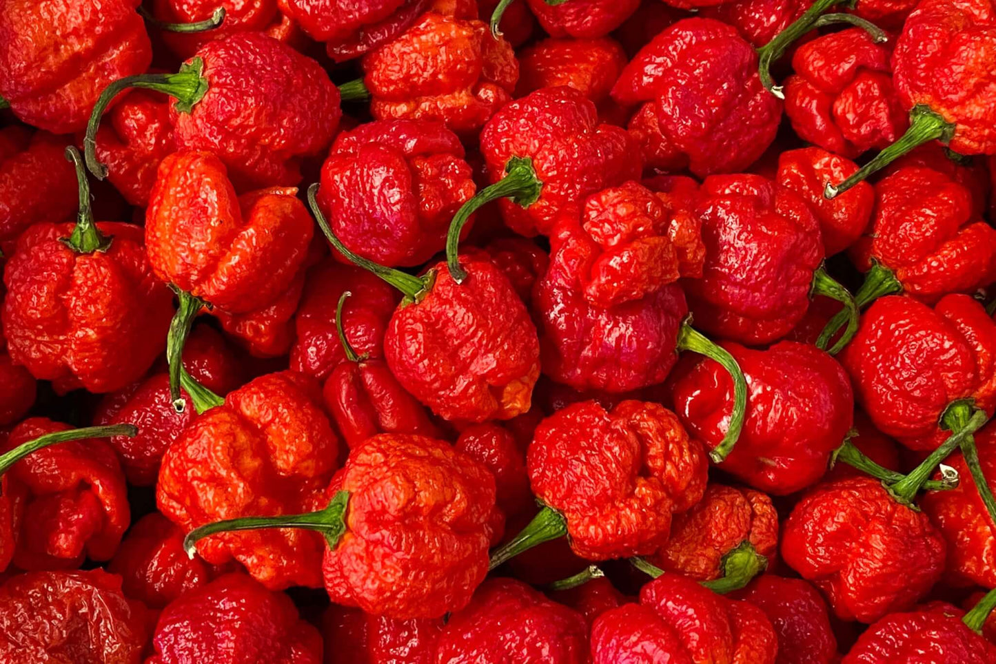 Carolina Reaper Seeds