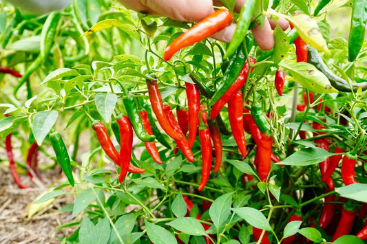 Cayenne Chili Seeds