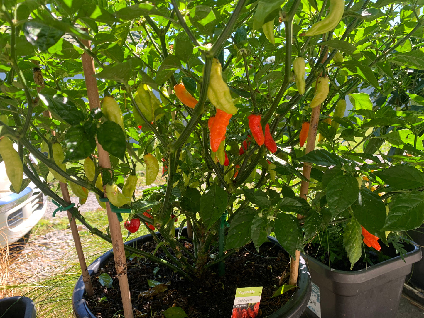 Bhut Jolokia (Ghost Chili) Seeds