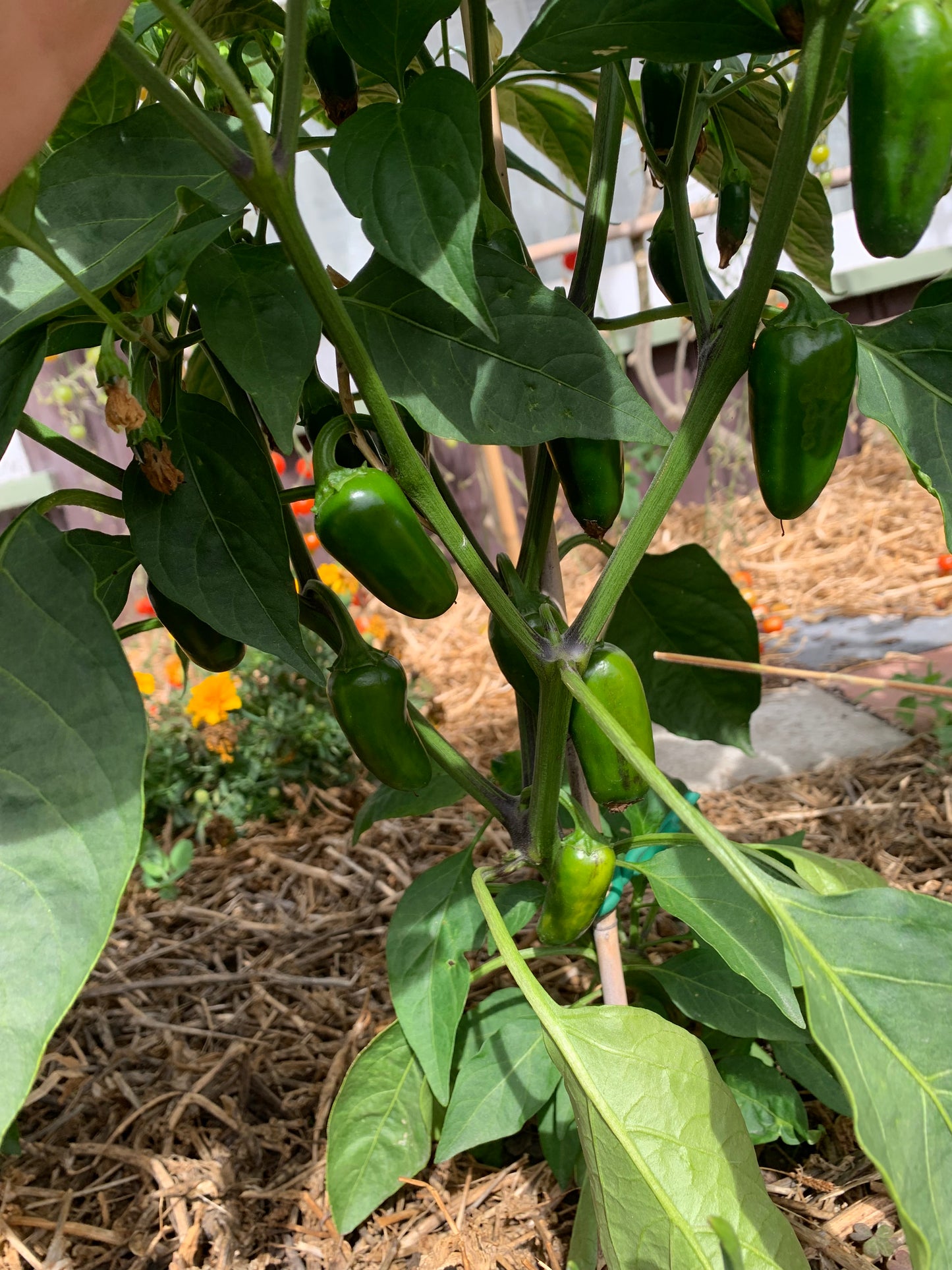 Jalapeno Seeds