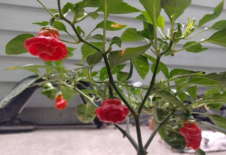 Red Scotch Bonnet Seeds