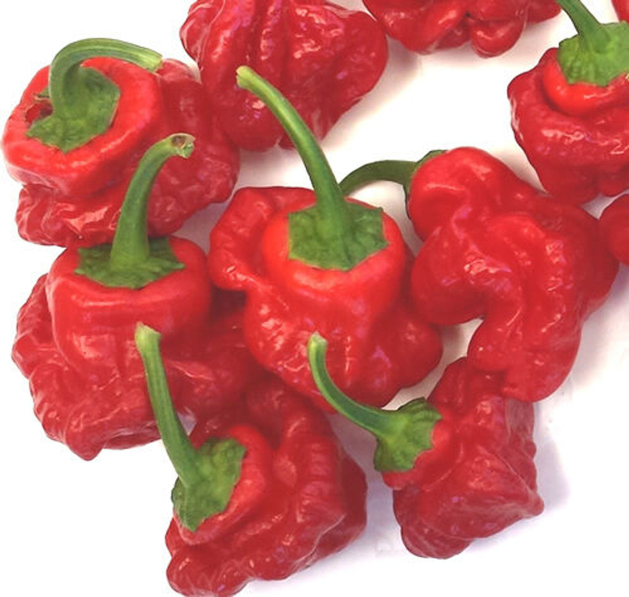 Red Scotch Bonnet Seeds