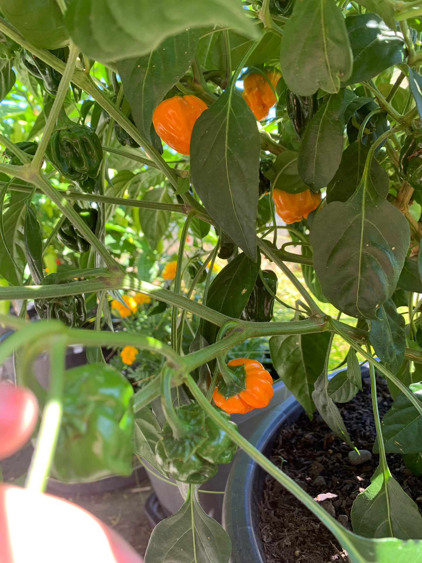 Yellow Scotch Bonnet Seeds