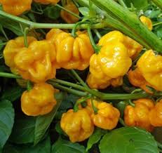 Yellow Scotch Bonnet Seeds